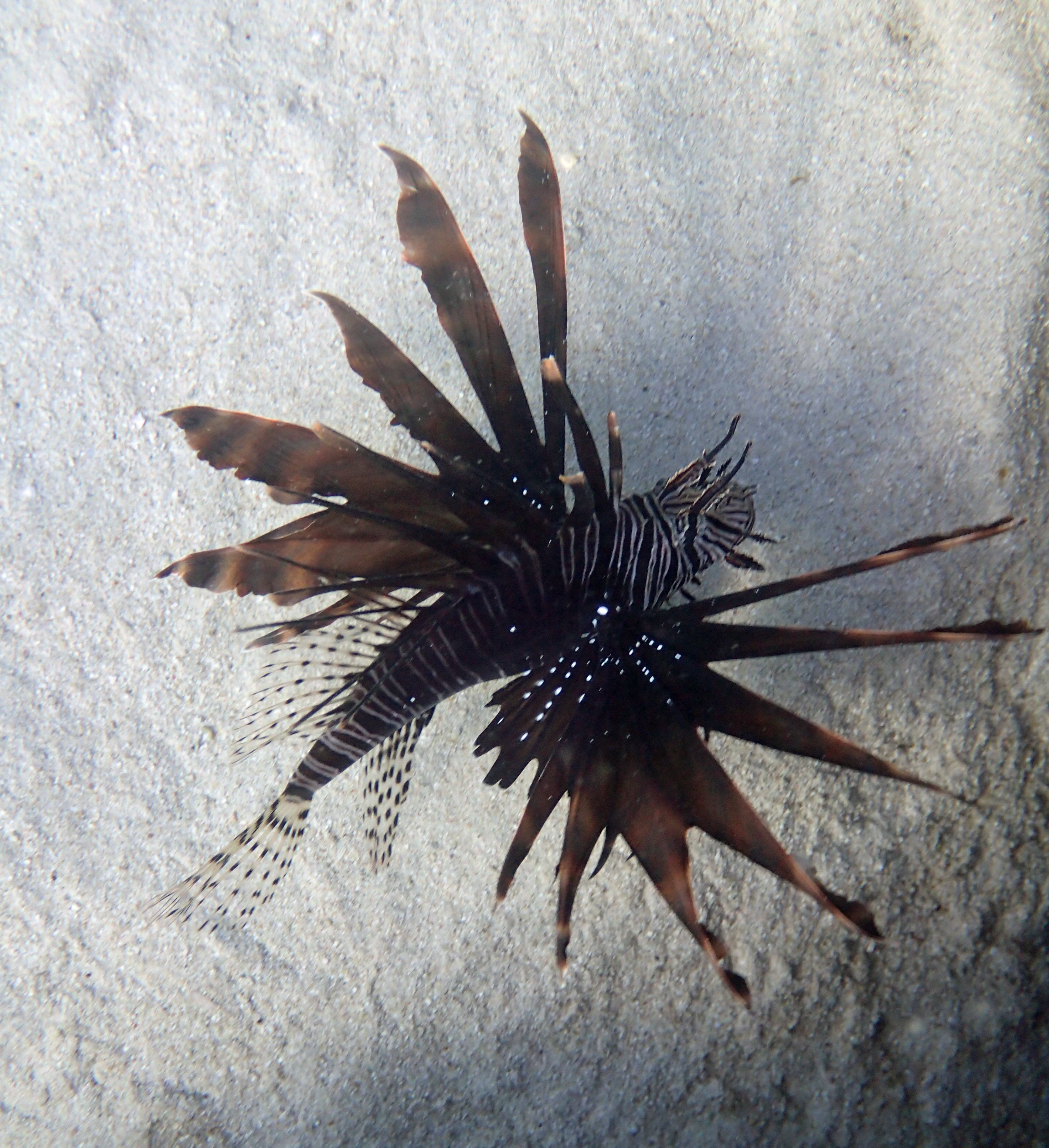 Attached picture Lionfish 10.jpg
